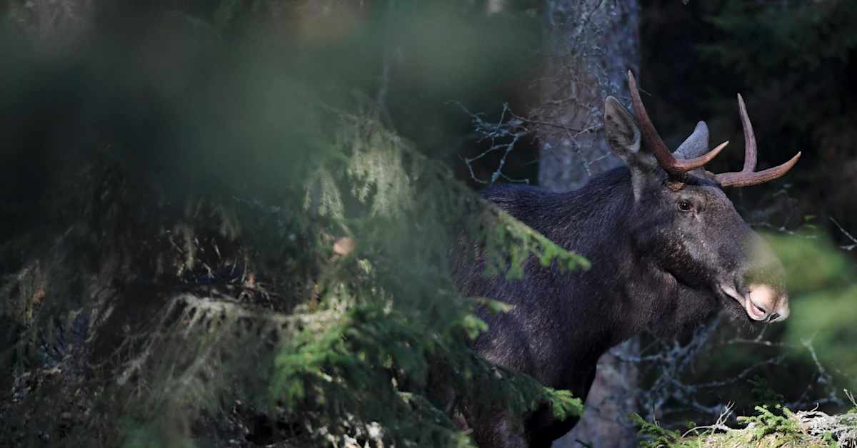 Hirvenmetsästys laajenee tänään koko maahan | Uutisia lyhyesti