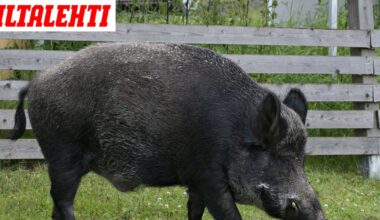 Tämä tiedetään Hämeenlinnan erittäin vaarallisesta villisiasta