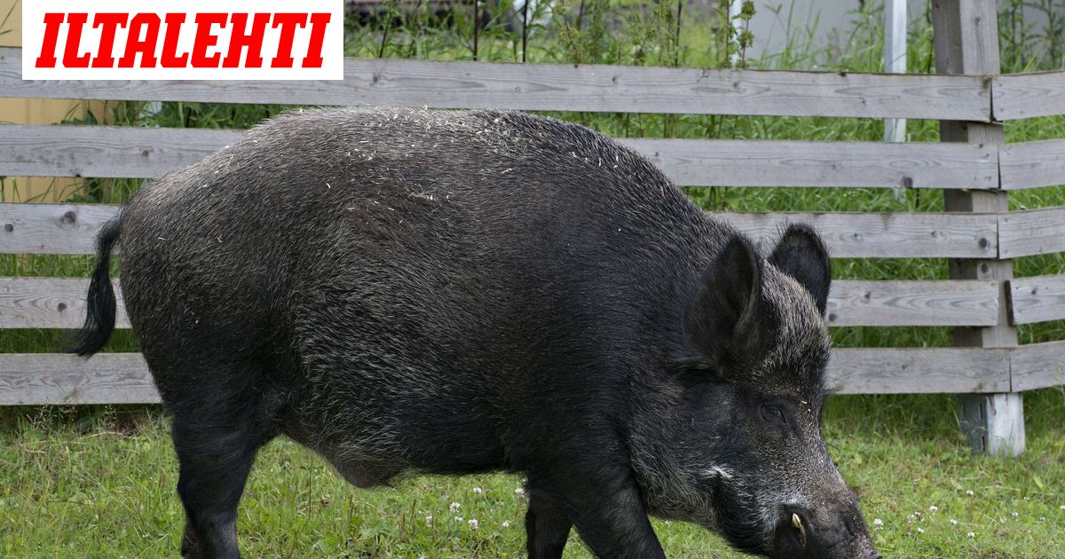 Tämä tiedetään Hämeenlinnan erittäin vaarallisesta villisiasta