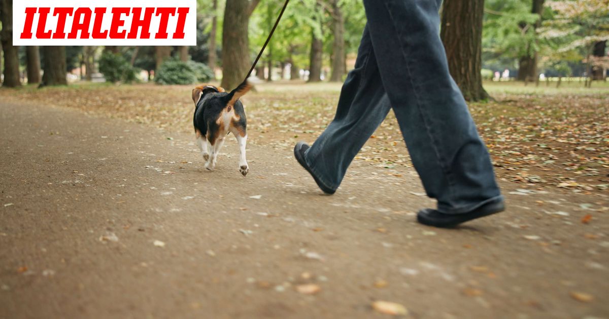 Mies potkaisi koiran hengiltä Oulussa