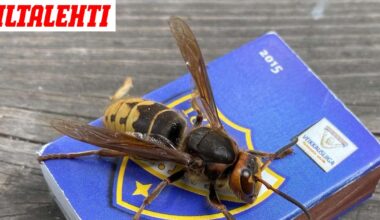 Jättiampiainen valtaa Suomen