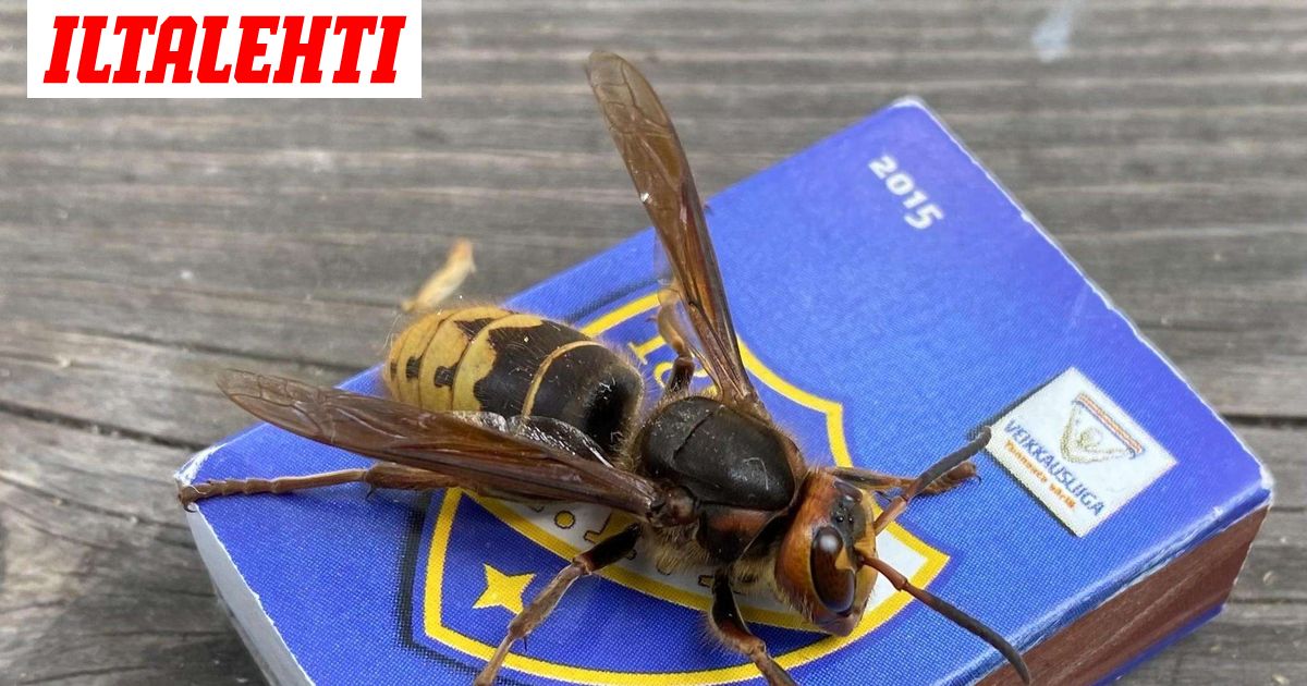 Jättiampiainen valtaa Suomen