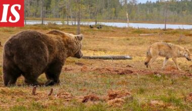 Inka näki karhun, sitten suden – asiantuntija kertoo, mitä ehkä tapahtui - Ilta-Sanomat