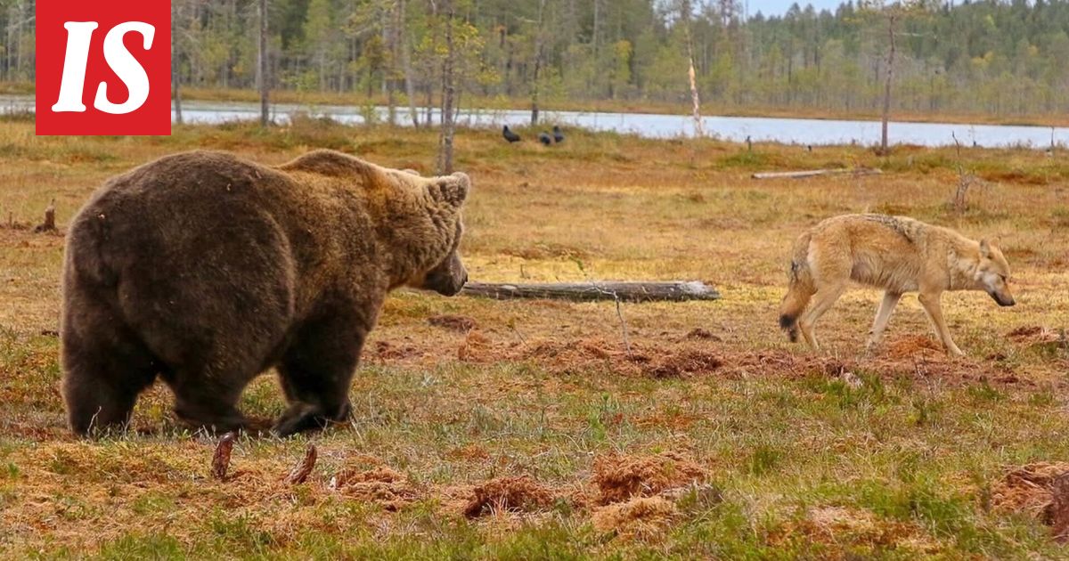 Inka näki karhun, sitten suden – asiantuntija kertoo, mitä ehkä tapahtui - Ilta-Sanomat