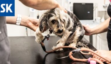 Vakuutusyhtiön mainoskampanja suututti eläinlääkärit – tässä seuraus