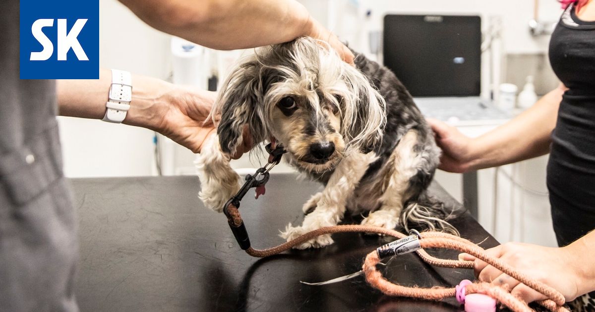 Vakuutusyhtiön mainoskampanja suututti eläinlääkärit – tässä seuraus