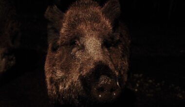 Svensk Jakt: Hans-Erik ampui jättimäisen villisikakarjun Ruotsissa – näin paljon se painoi - Metsä