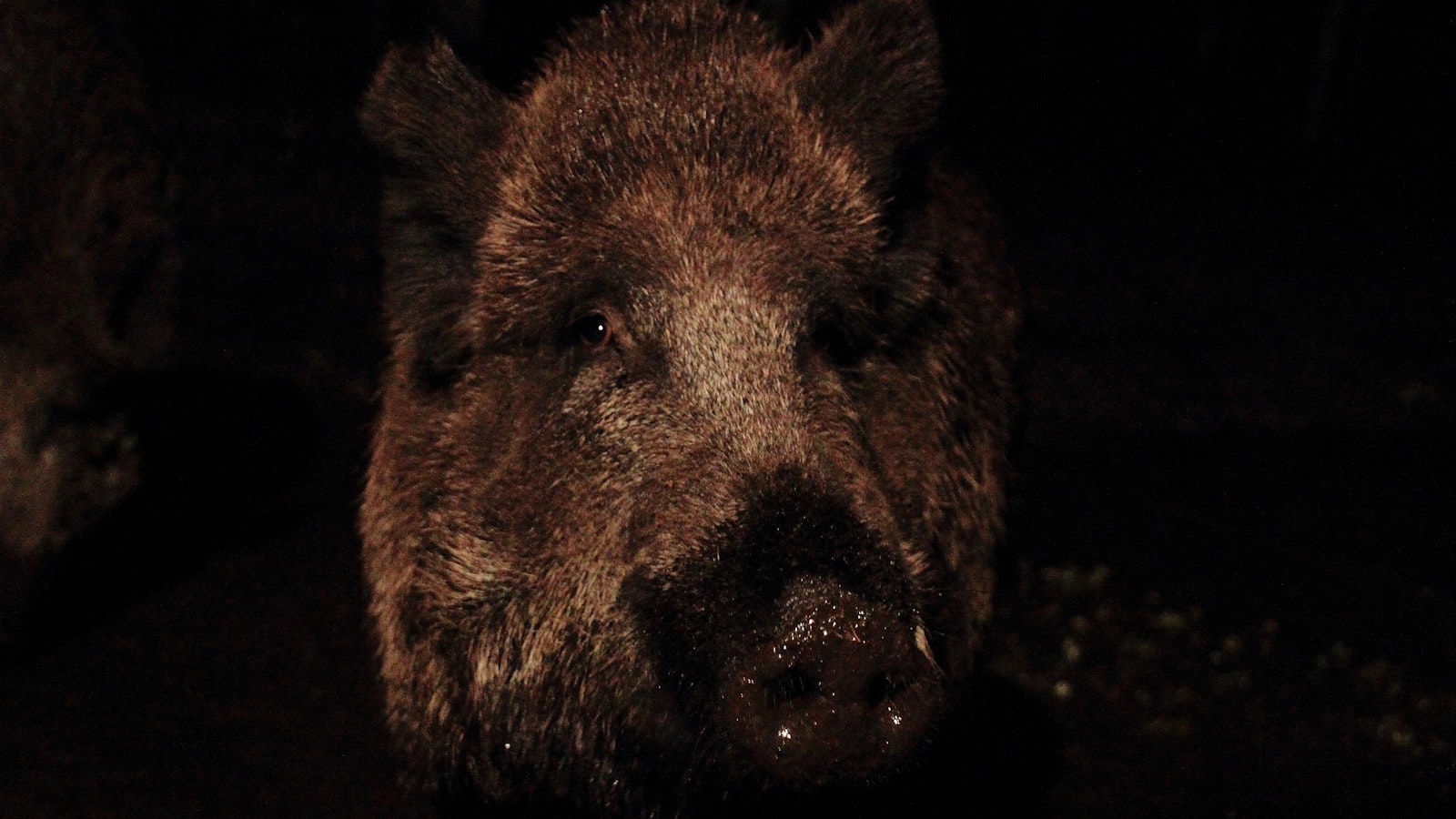 Svensk Jakt: Hans-Erik ampui jättimäisen villisikakarjun Ruotsissa – näin paljon se painoi - Metsä