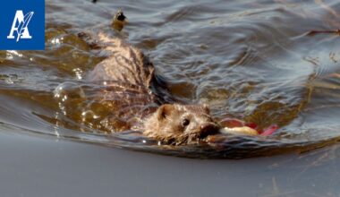 Taloon tullutta minkkiä tai supikoiraa ei voi päästää takaisin luontoon