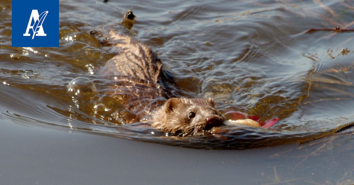 Taloon tullutta minkkiä tai supikoiraa ei voi päästää takaisin luontoon
