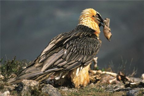 Partakorppikotkia elää Euroopassa, Aasiassa ja Afrikassa.