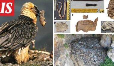 Korppikotkan pesästä löytyi yllätys - Ilta-Sanomat