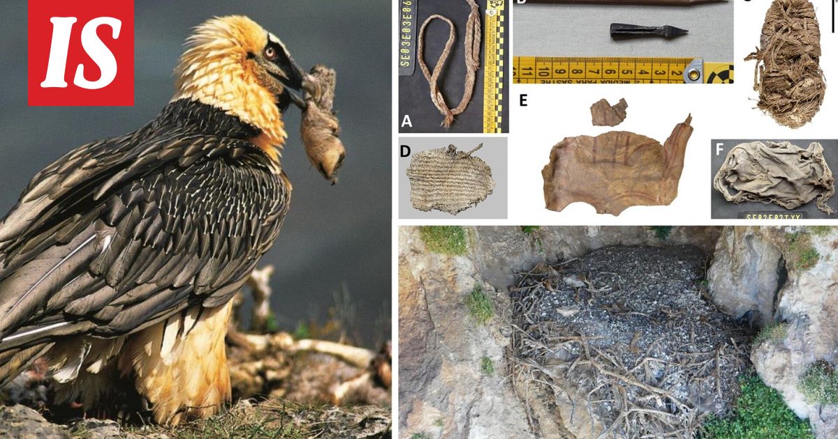 Korppikotkan pesästä löytyi yllätys - Ilta-Sanomat