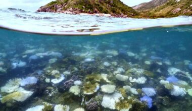 Koralliriuttojen tuhoutuminen on jo peruuttamatonta, varoittavat asiantuntijat | Uutisia lyhyesti