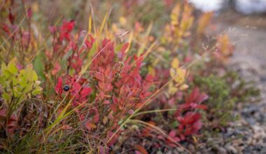 Uusi tutkimus: luonto muuttuu tuntureissa – mustikka vähenee | Pohjois-Pohjanmaa