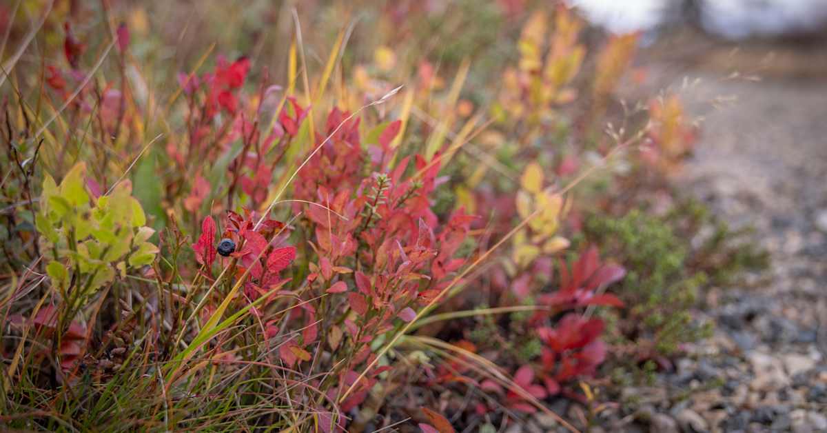 Uusi tutkimus: luonto muuttuu tuntureissa – mustikka vähenee | Pohjois-Pohjanmaa