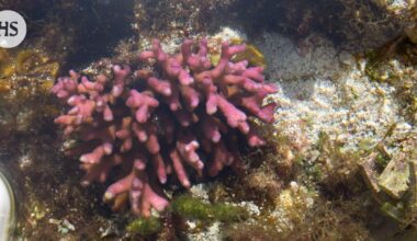 Koralliriuttojen tuhoutuminen on jo peruuttamatonta, varoittavat asiantuntijat