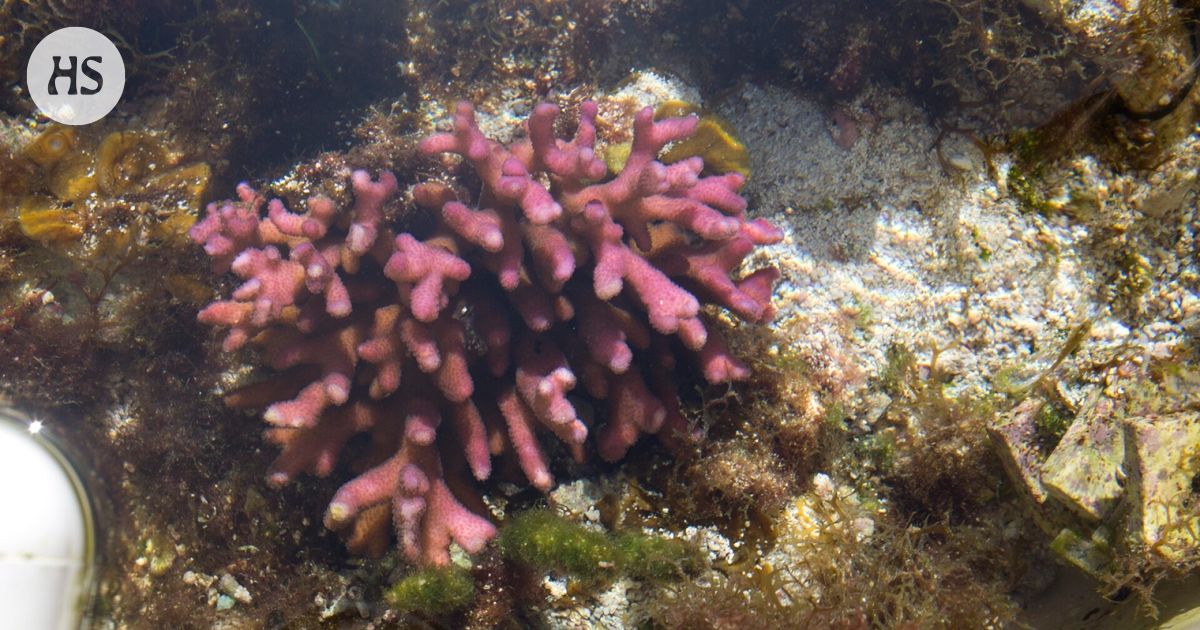 Koralliriuttojen tuhoutuminen on jo peruuttamatonta, varoittavat asiantuntijat