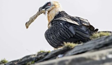 Tutkijat löysivät keski­aikaisen sandaalin ja muita yllättäviä esineitä espanjalaisten parta­korppi­kotkien pesistä | Uutisia lyhyesti