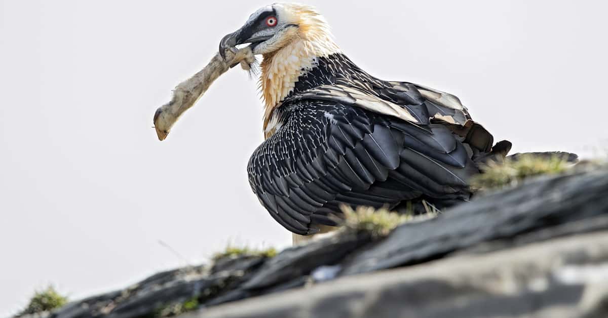 Tutkijat löysivät keski­aikaisen sandaalin ja muita yllättäviä esineitä espanjalaisten parta­korppi­kotkien pesistä | Uutisia lyhyesti