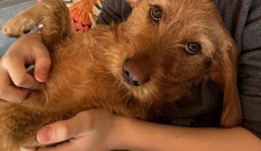 Metsästäjäliitto ilmoitti 14:nnen ja 15:nnen koiriin kohdistuneen susihyökkäyksen tällä kaudella – kuva saattaa järkyttää - Metsä