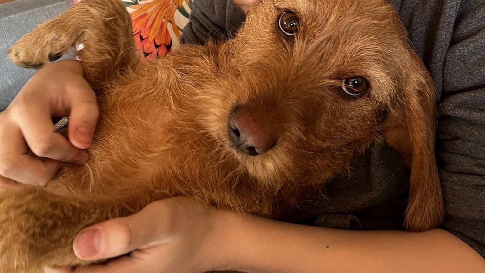 Metsästäjäliitto ilmoitti 14:nnen ja 15:nnen koiriin kohdistuneen susihyökkäyksen tällä kaudella – kuva saattaa järkyttää - Metsä