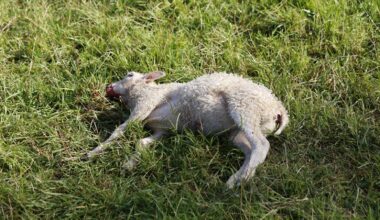 Tänään paljastettu suden suotuisan suojelutason viitearvo sai nihkeän vastaanoton sekä MTK:ltä että Luonnonsuojeluliitolta - Metsä