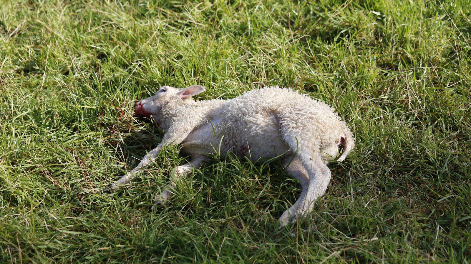 Tänään paljastettu suden suotuisan suojelutason viitearvo sai nihkeän vastaanoton sekä MTK:ltä että Luonnonsuojeluliitolta - Metsä