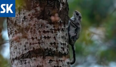 Asuinalueen keskellä Raumalla elää liito-orava, jonka lähiympäristöstä kaadetaan puita.