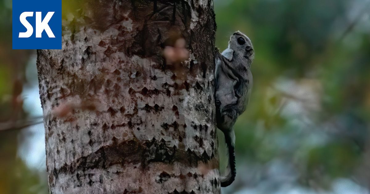 Asuinalueen keskellä Raumalla elää liito-orava, jonka lähiympäristöstä kaadetaan puita.
