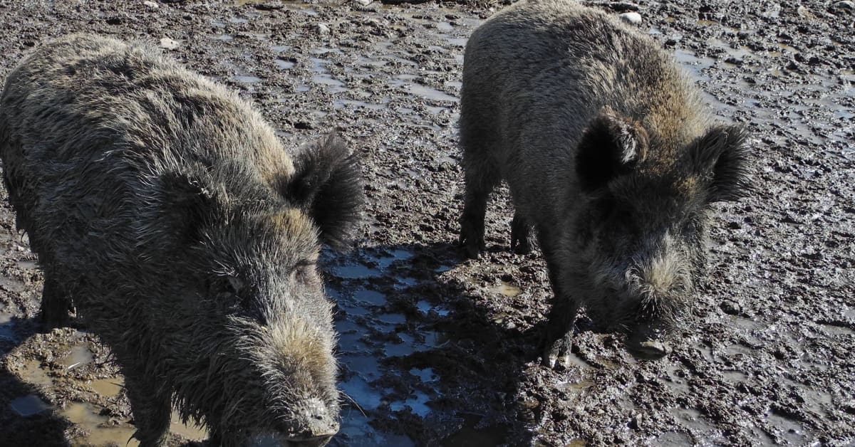 Kolarissa olleita villisikoja ei löydetty – lajitoverit saattaneet syödä ne | Kanta-Häme