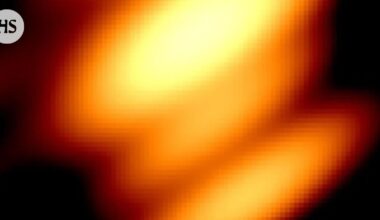 Mustien aukkojen parivaljakko kuvattiin ensi kertaa – niiden tutkimus alkoi Turun yliopistosta