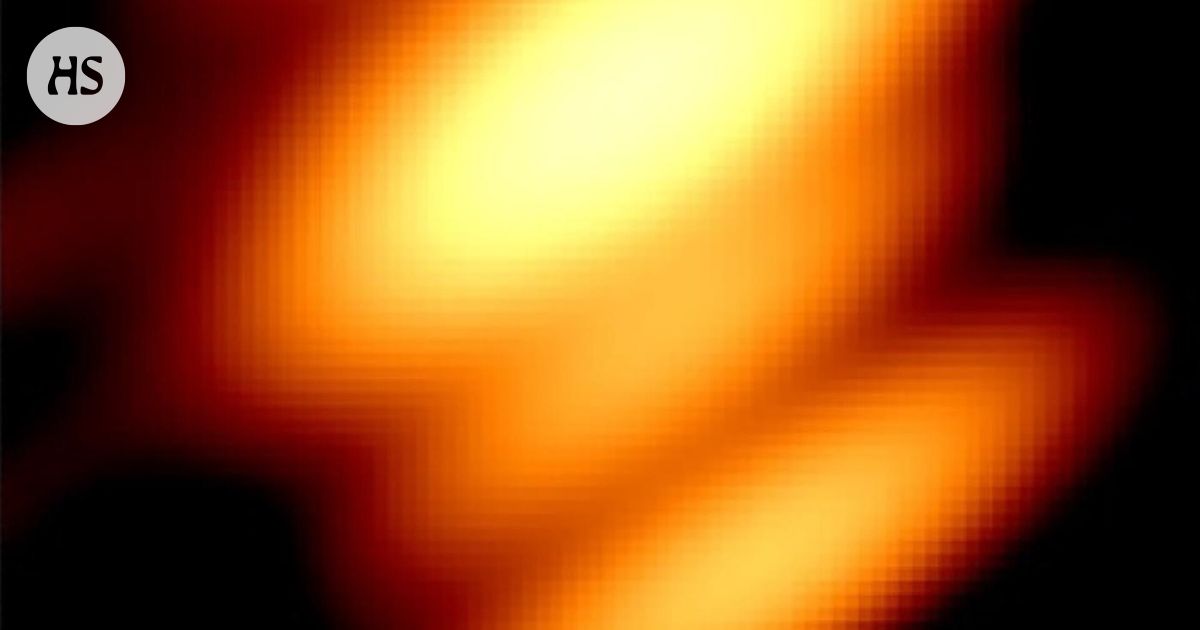 Mustien aukkojen parivaljakko kuvattiin ensi kertaa – niiden tutkimus alkoi Turun yliopistosta