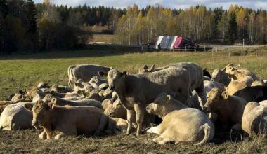 Keski-Eurooppaan matkalla ollut nauta-auto kaatui Pihtiputaalla: jos kuljetusluvan saa Puolassa, se pätee myös Suomessa | Kotimaa
