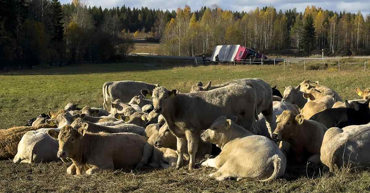 Keski-Eurooppaan matkalla ollut nauta-auto kaatui Pihtiputaalla: jos kuljetusluvan saa Puolassa, se pätee myös Suomessa | Kotimaa
