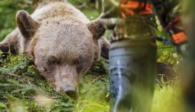 Lukijalta: Karhu kuuluu luontoon – ei metsästettäväksi harrastuksen vuoksi - Mielipide