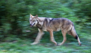 Jahtimedia: Ukrainan sota lisää susien liikehdintää itärajalla - Metsä