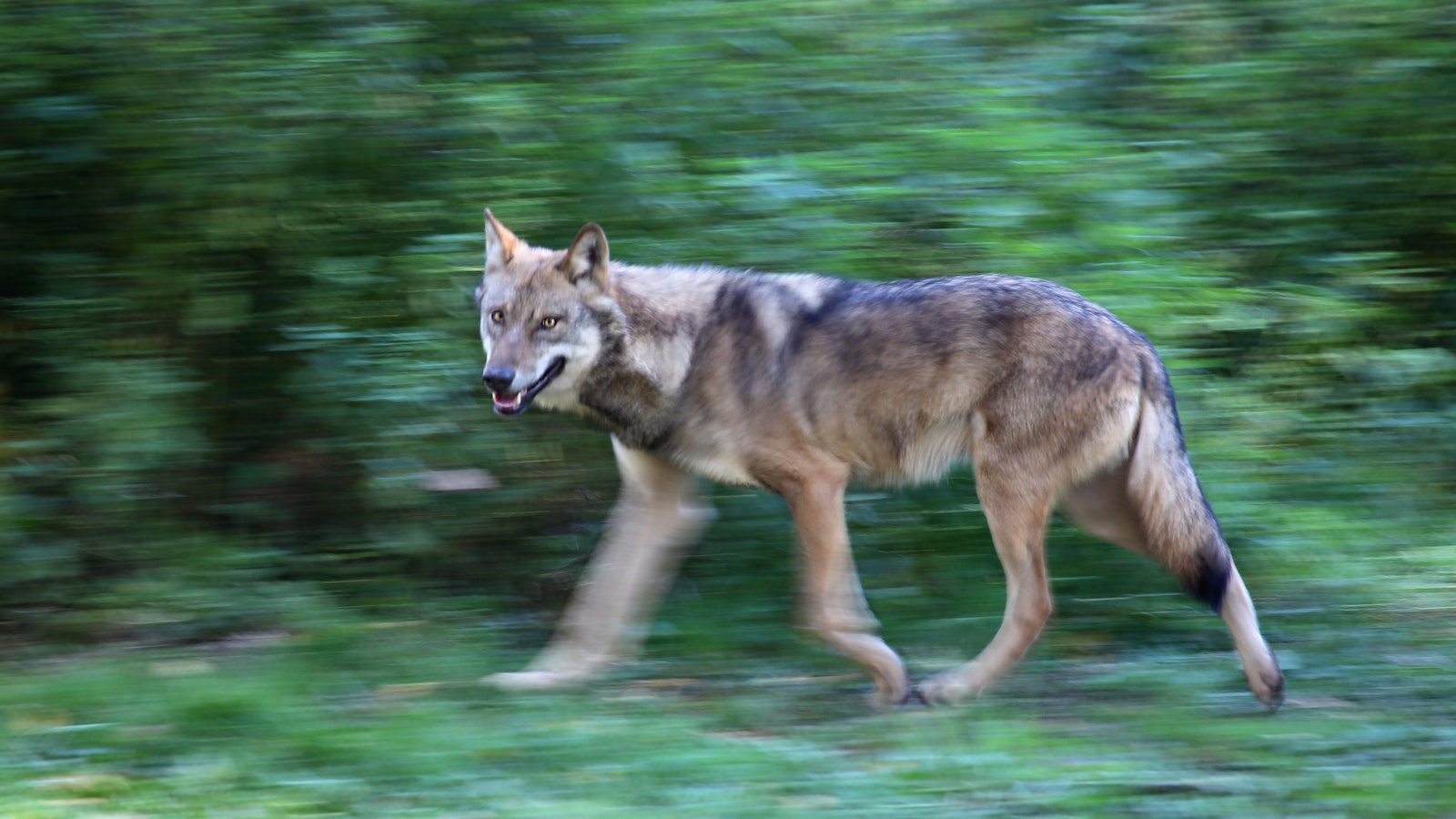 Jahtimedia: Ukrainan sota lisää susien liikehdintää itärajalla - Metsä