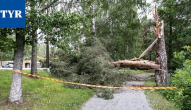 Näin puun alle jäämisen riskiä voi pienentää: Apulaispalopäällikkö riisuisi metsässä yhden asian, jos tuuli nousee