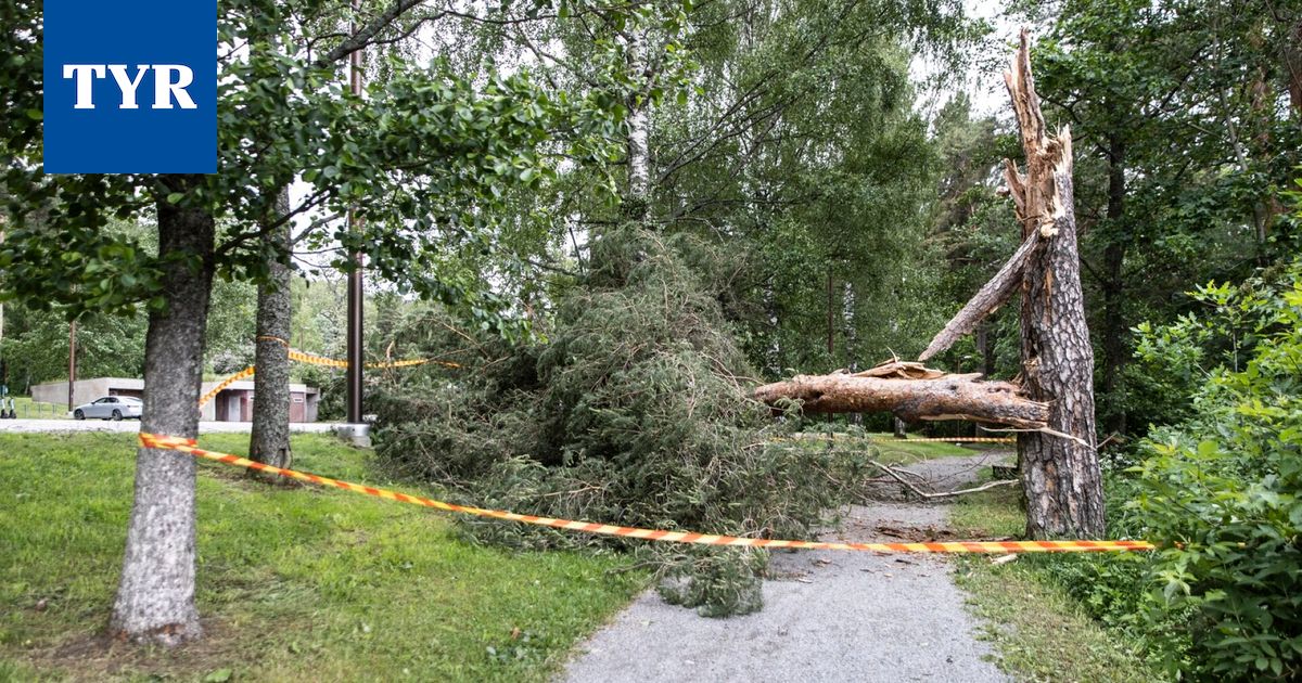 Näin puun alle jäämisen riskiä voi pienentää: Apulaispalopäällikkö riisuisi metsässä yhden asian, jos tuuli nousee