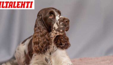 Nyt on Ylen Pentulivessä tilanne päällä