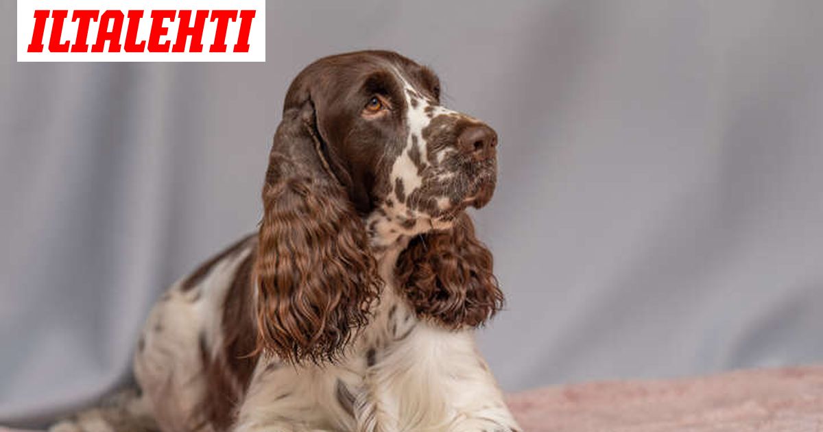 Nyt on Ylen Pentulivessä tilanne päällä