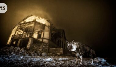 Maailman parhaassa luontokuvassa kameraan katsoo aavekaupungin hyeena