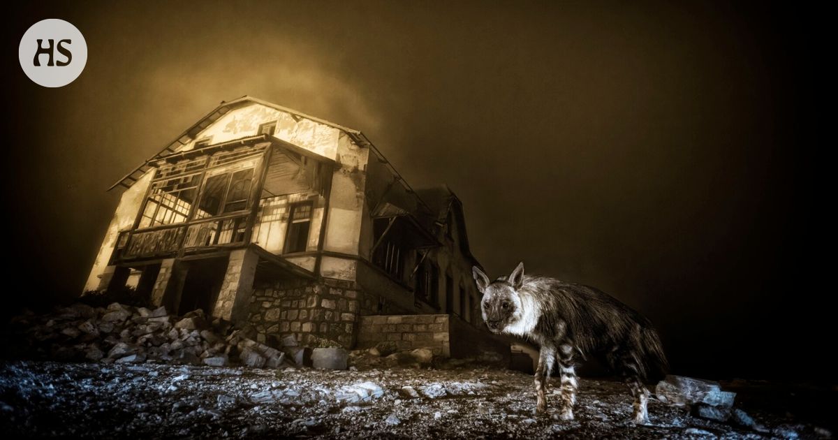 Maailman parhaassa luontokuvassa kameraan katsoo aavekaupungin hyeena