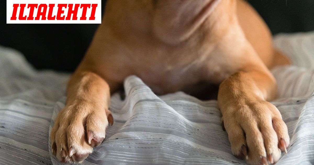 Koira hyökkäsi lapsen kimppuun – Lapsi sairaalaan