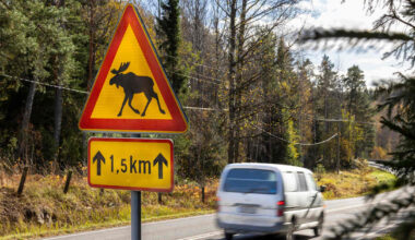 Riistakeskus varoittaa kiimaisista hirvistä: kohtalokas yhdistelmä kiireisten työmatkalaisten kanssa | Kotimaa