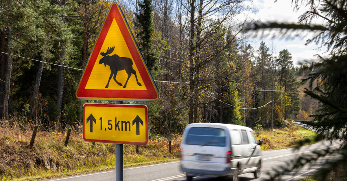 Riistakeskus varoittaa kiimaisista hirvistä: kohtalokas yhdistelmä kiireisten työmatkalaisten kanssa | Kotimaa