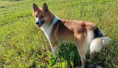Susi tavoitteli perheen koiraa kotipihassa – ihmiset lähellä samaan aikaan - Metsä
