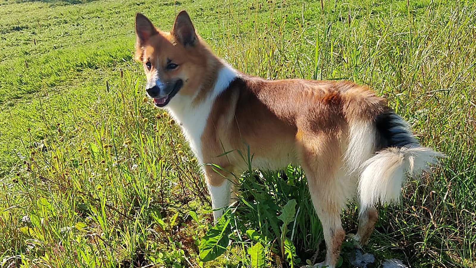 Susi tavoitteli perheen koiraa kotipihassa – ihmiset lähellä samaan aikaan - Metsä
