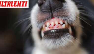 Raahessa hyökännyt koira oli käynyt aiemminkin lasten kimppuun